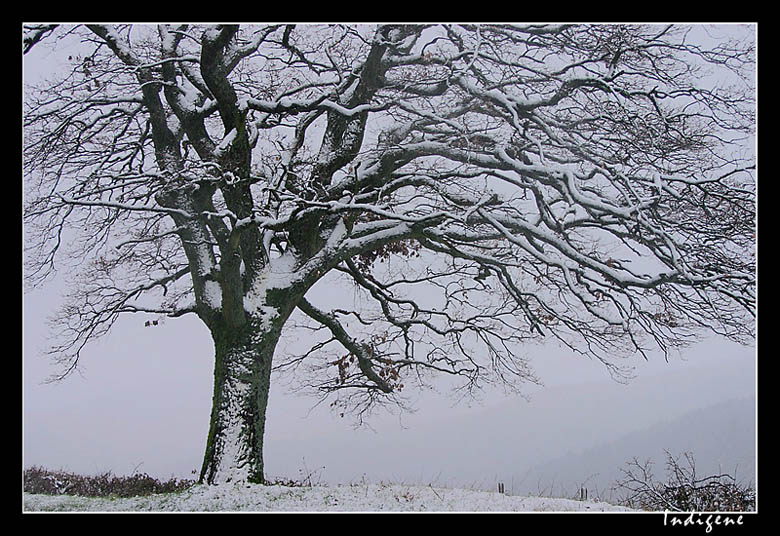 L'arbre au sommet