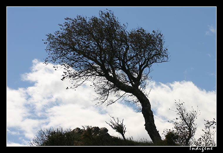 L'arbre ctier