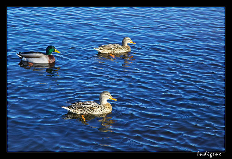 Canard sur le lac d'Autun