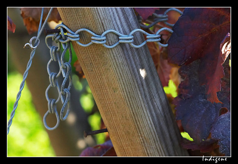 La chane et la vigne 