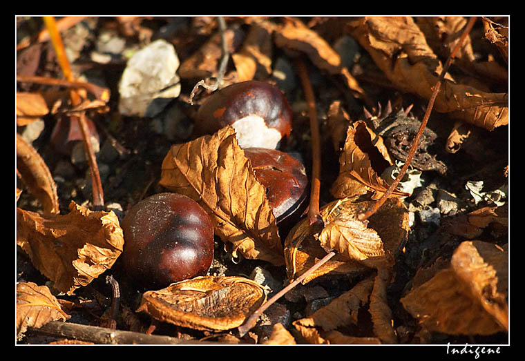 Les marrons