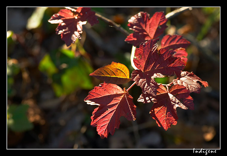 Feuilles d'automne