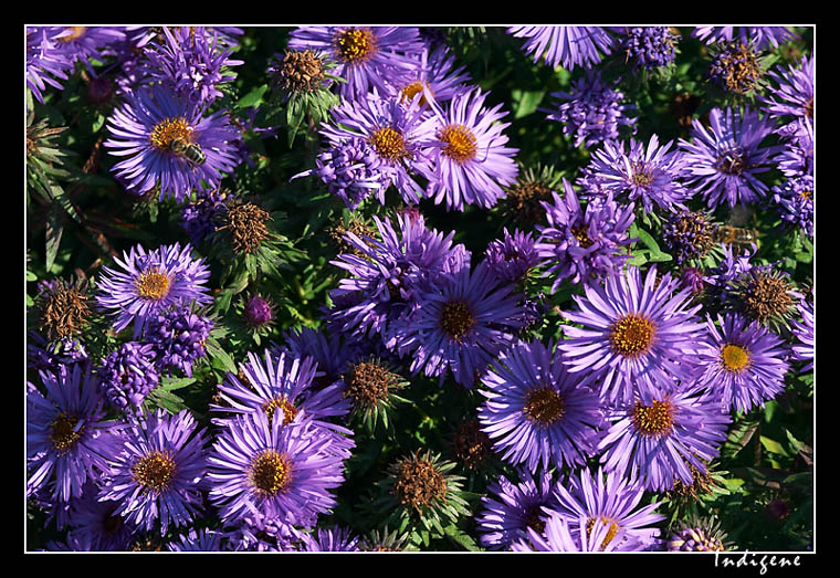 Fleurs violettes