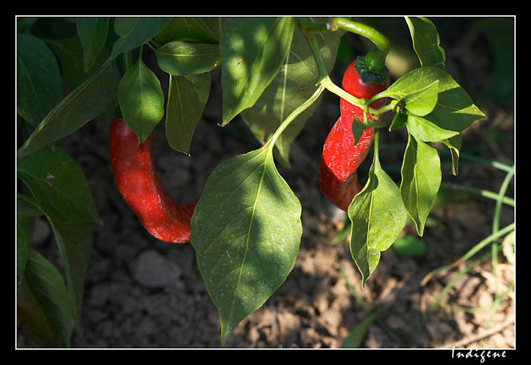 Piment rouge