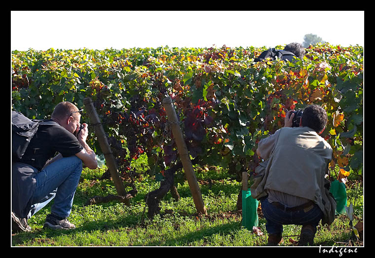 Vendanges photographiques