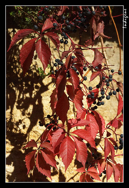 Vigne rouge