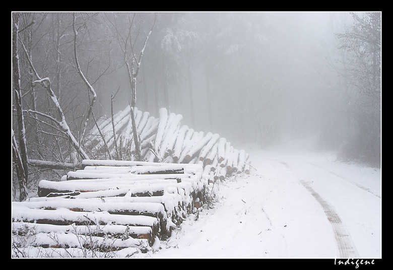 La neige dans les bois