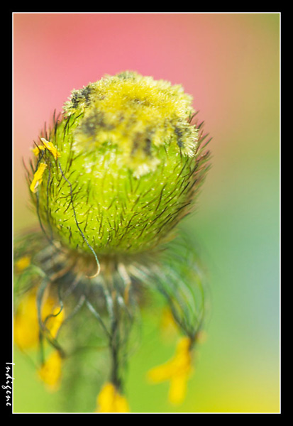 Eclosion pastel
