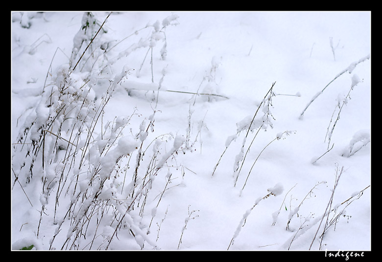 Brindilles sous la neige