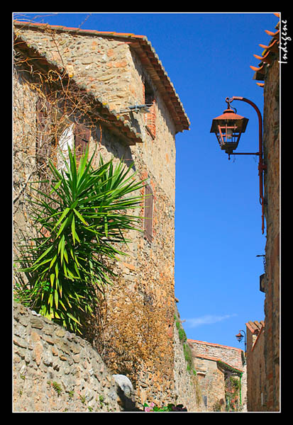 Cactus dans les rues de Castelnou