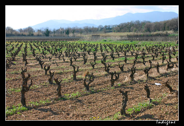 Les ceps de vigne 