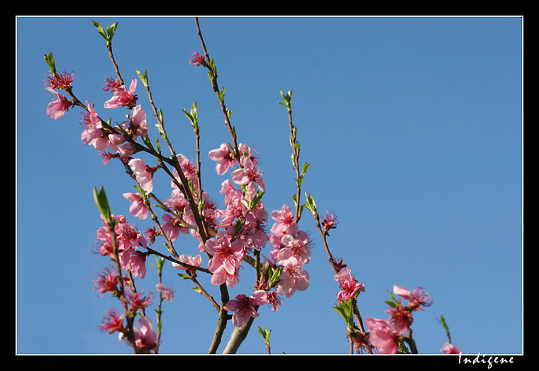 Pchers en fleur