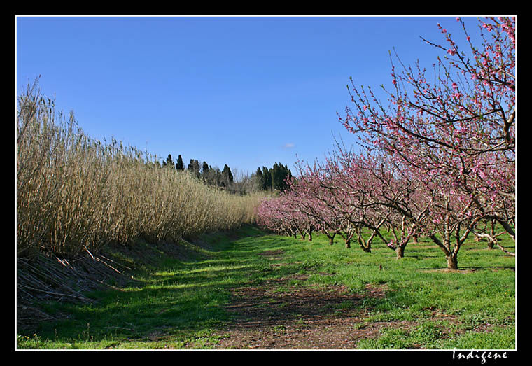 Les roseaux et les pchers