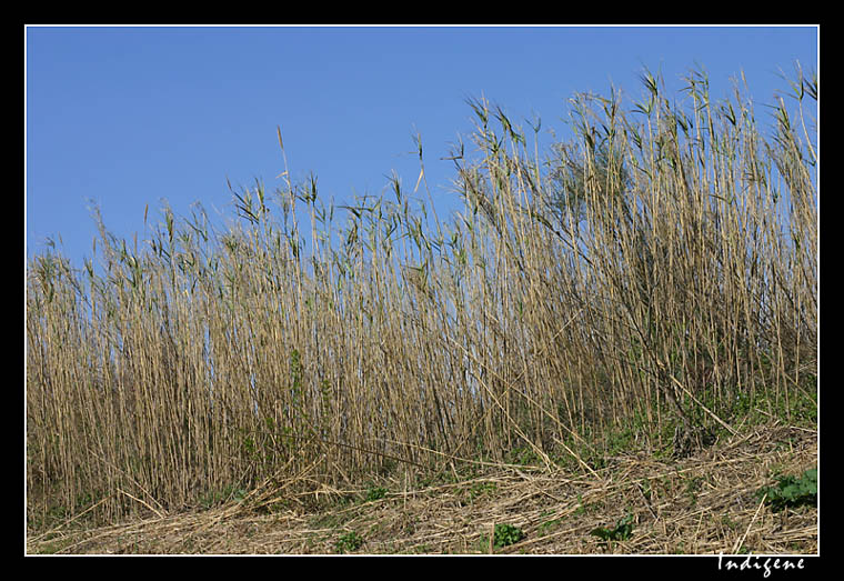 Les senills