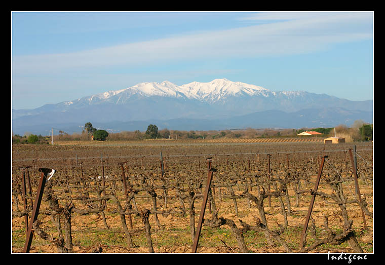 Les vignes et le Canigou