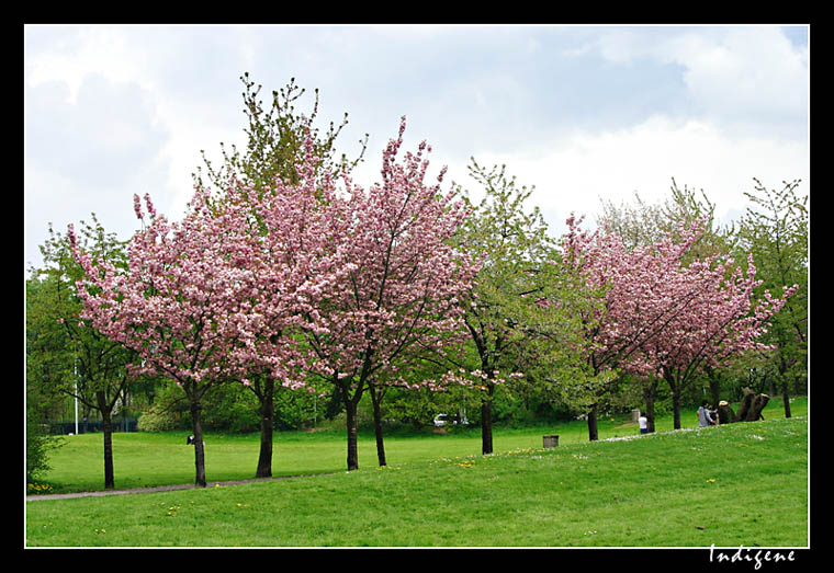 Les cerisiers en fleur