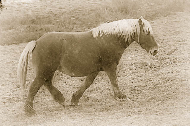 Le vieux cheval