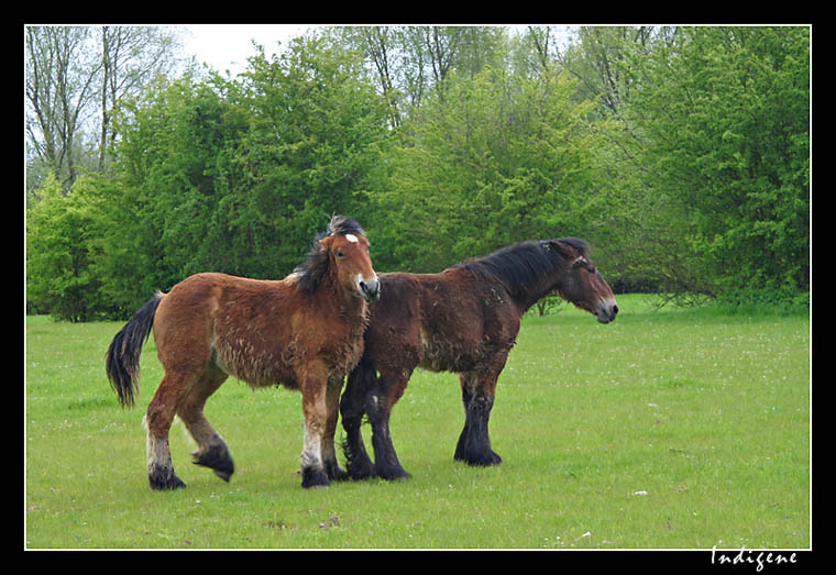 Les chevaux du lac