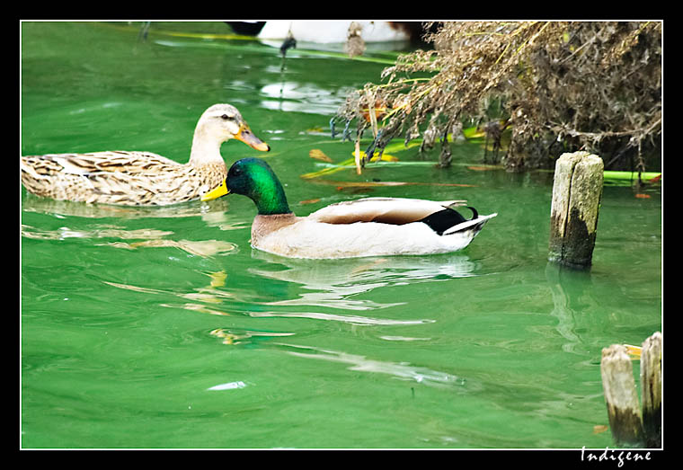 Les colverts du lac du Hron