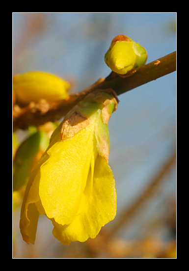 Forsythia