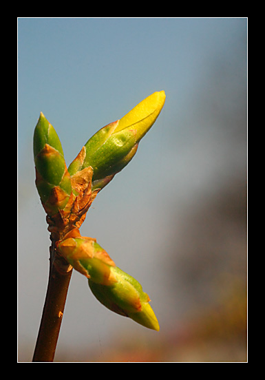 Bourgeons de forsythia