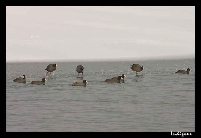 Les foulques du lac