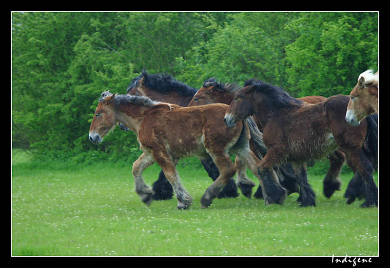 Chevaux au galop