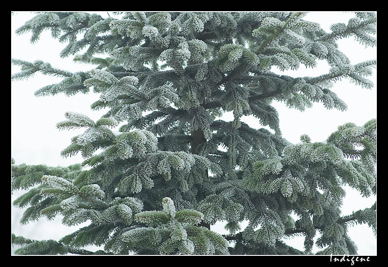 Sapin givr