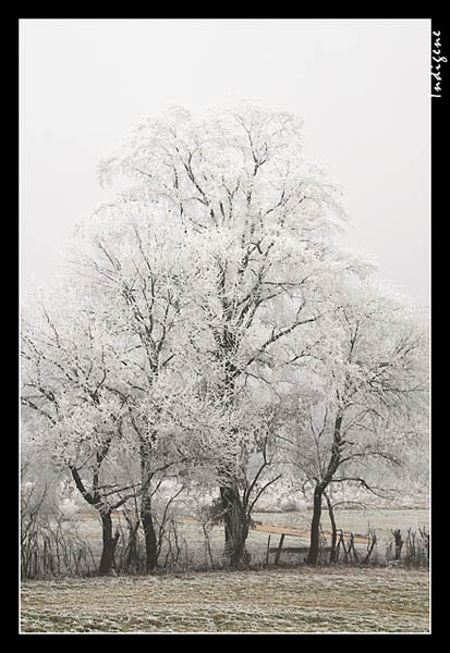Arbre givr