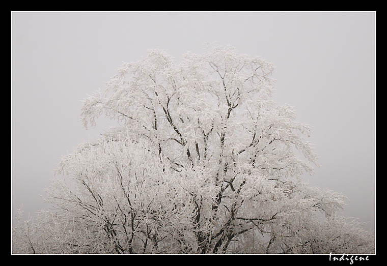Branches couvertes de givre
