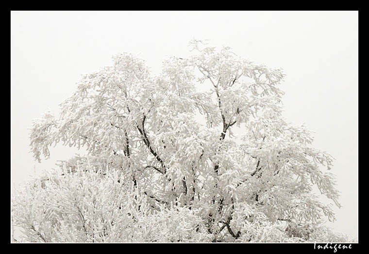 La blancheur du givre