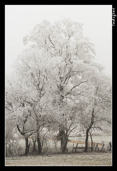 Arbre avec du givre