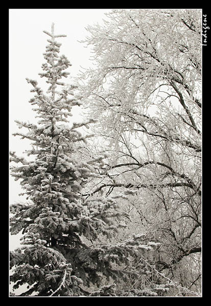 Mon sapin givr