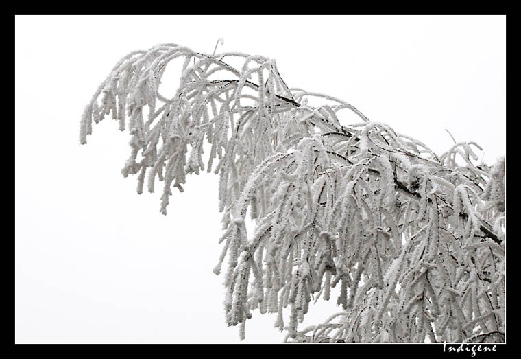 La branche plie sous le poids du givre