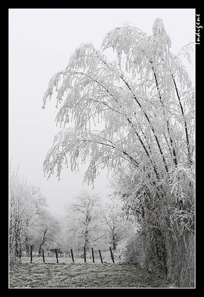 La bourgogne sous le givre