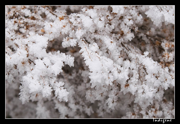 Couvertes de givre