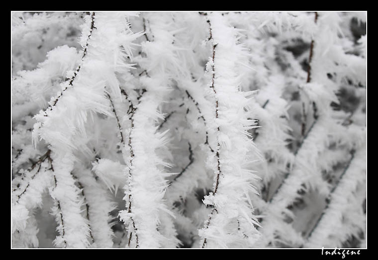 Le givre s'accumule