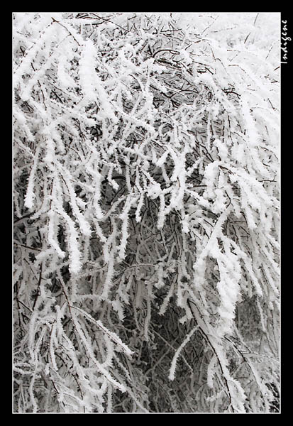 Une haie de spires