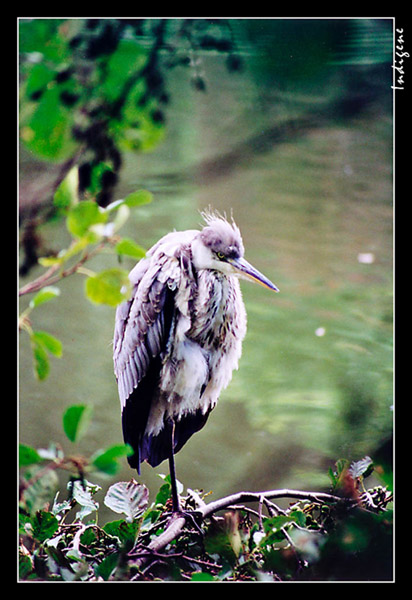 Le hron au bord de l'eau