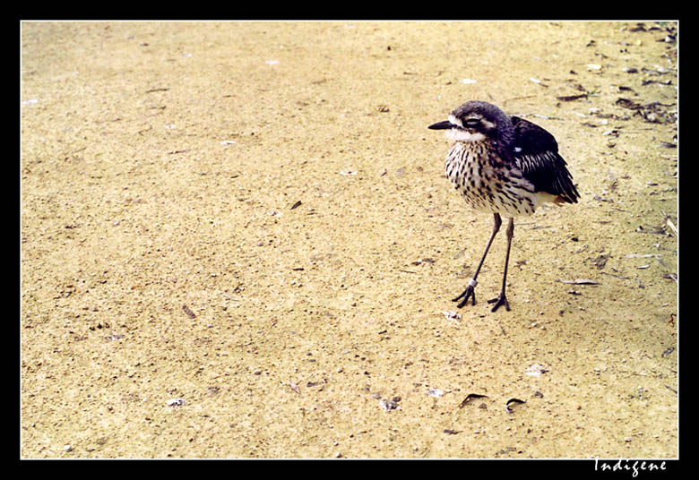 Un jeune oiseau