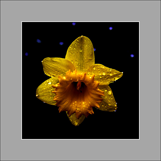 Jonquille