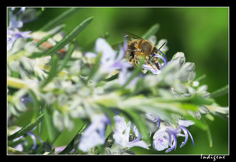 L'abeille et le romarin