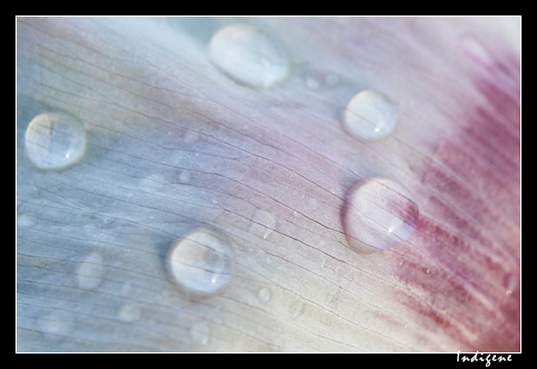 Goute de pluie sur une ptale