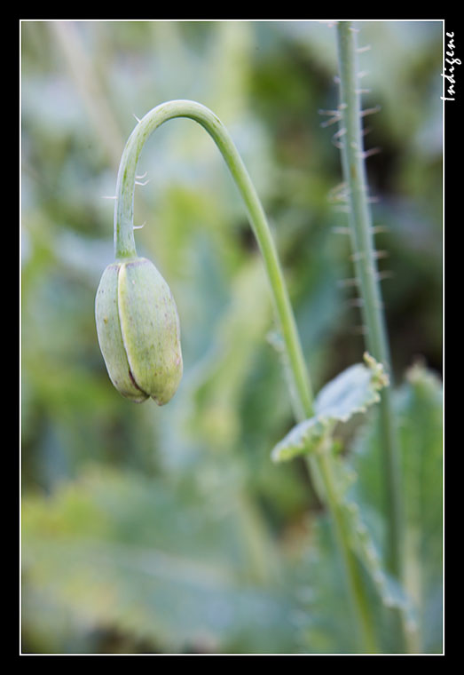 Bouton de pavot