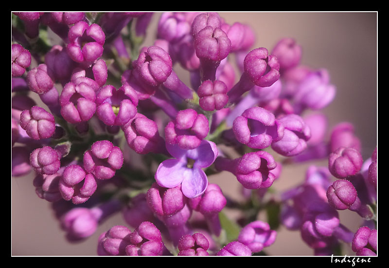 Fleurs de lila