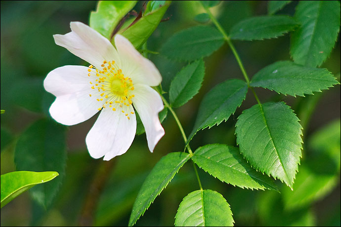 Fleur de ronce