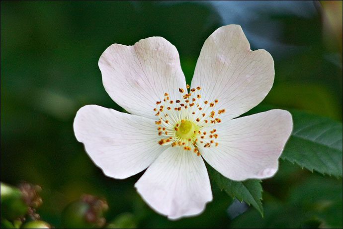 macro fleur de ronce