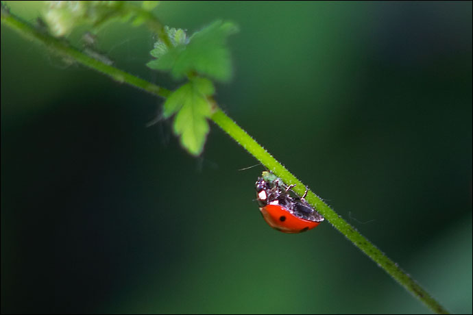 Coccinelle