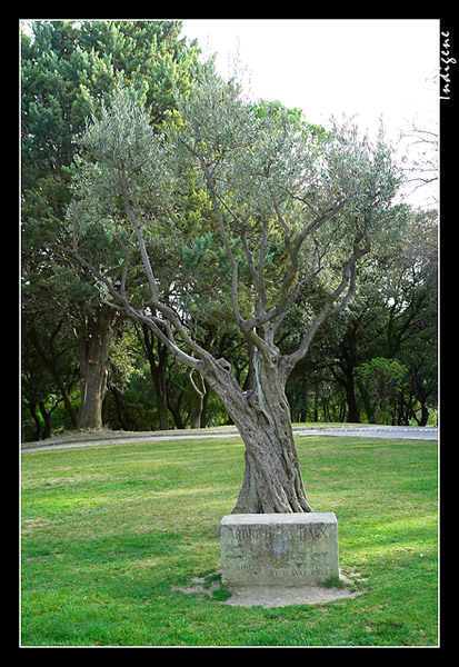 L'arbre de la Paix