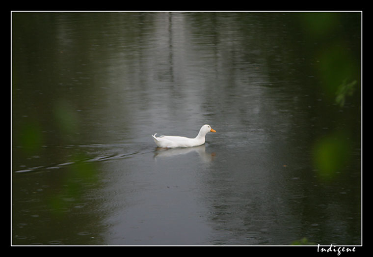 L'oie du lac